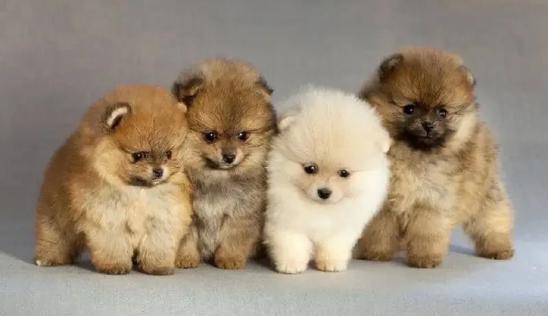 POMERANIAN PUPPIES