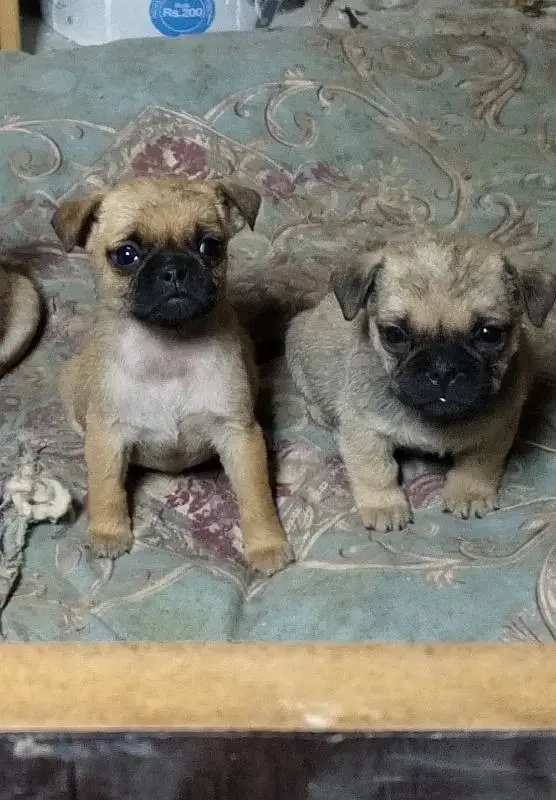 Pug Puppies available