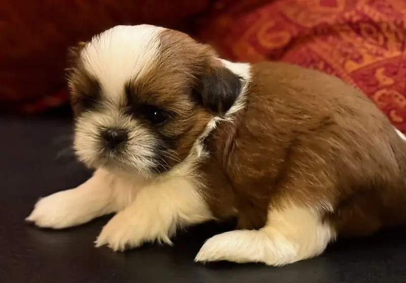 Shih Tzu puppies available