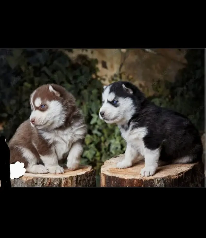 Siberian Husky Woolly Coat Puppy’s