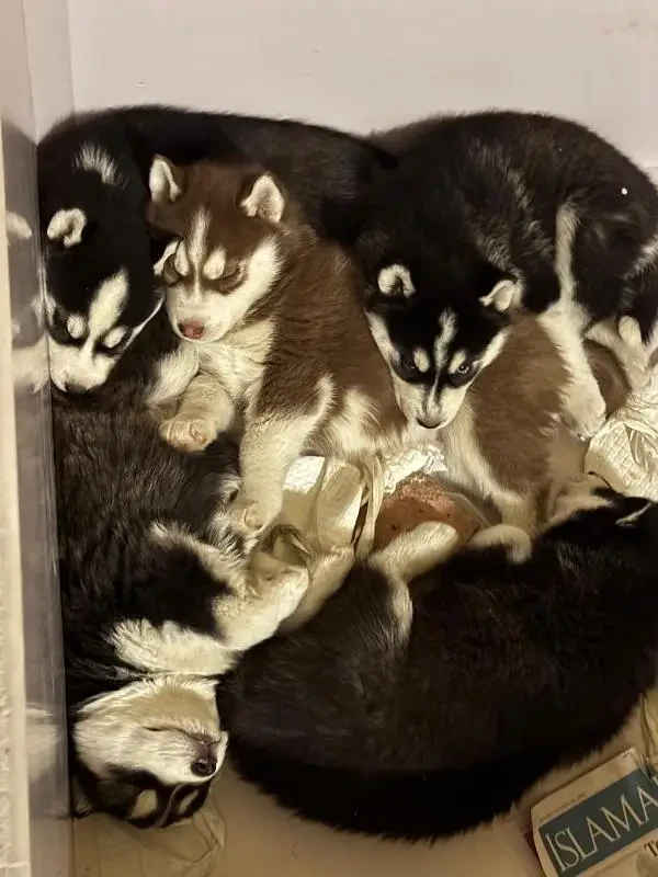 Siberian Husky woolly coat puppies