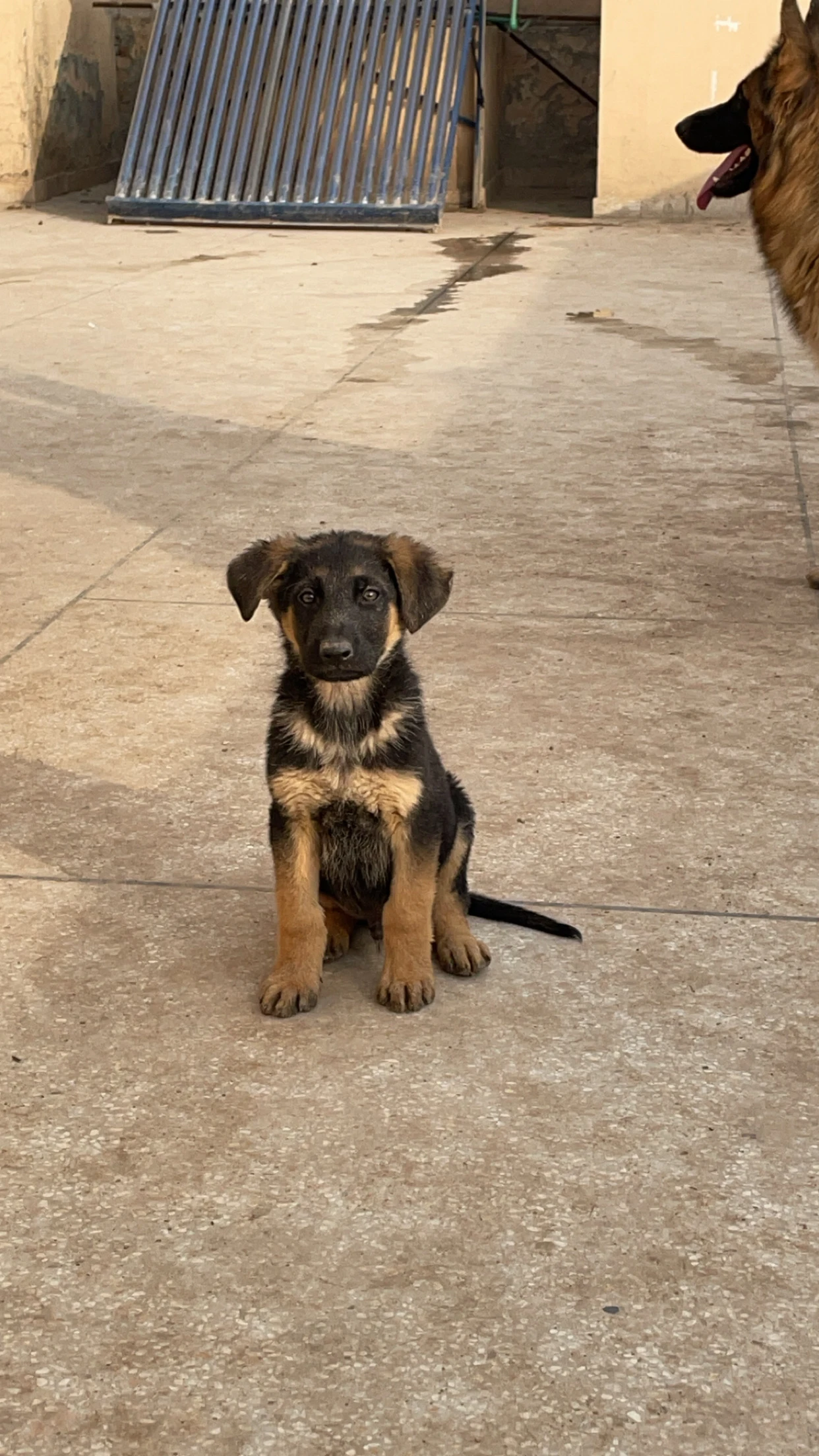 German shepherd male-Image 3