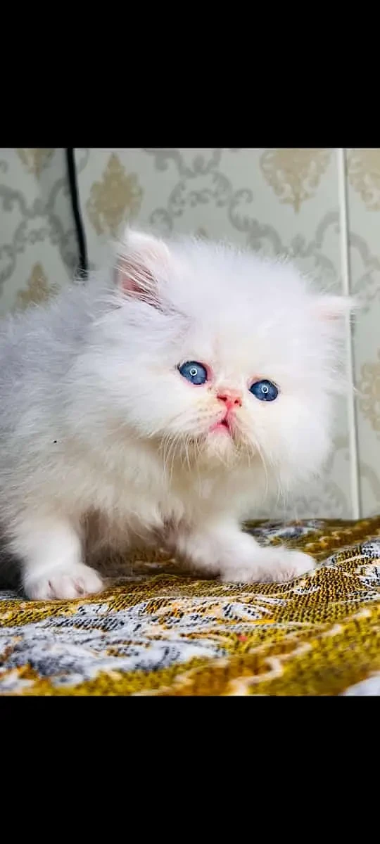 white cat/Punch face Kittens|persian cat|cute|tripple|fluffy kitty-Image 3