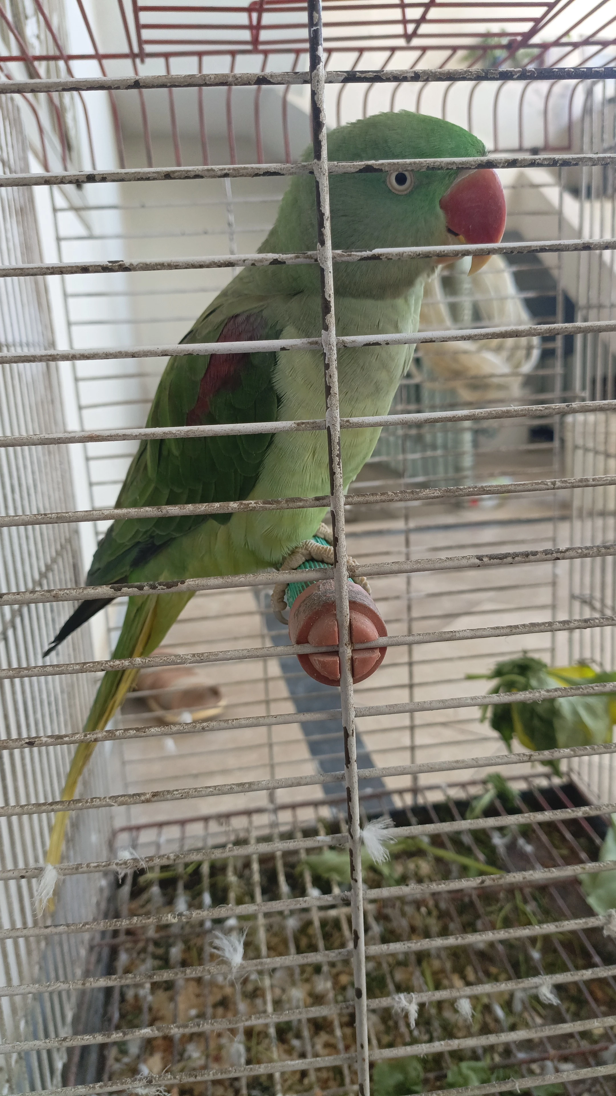 Raw perrot female-Image 2