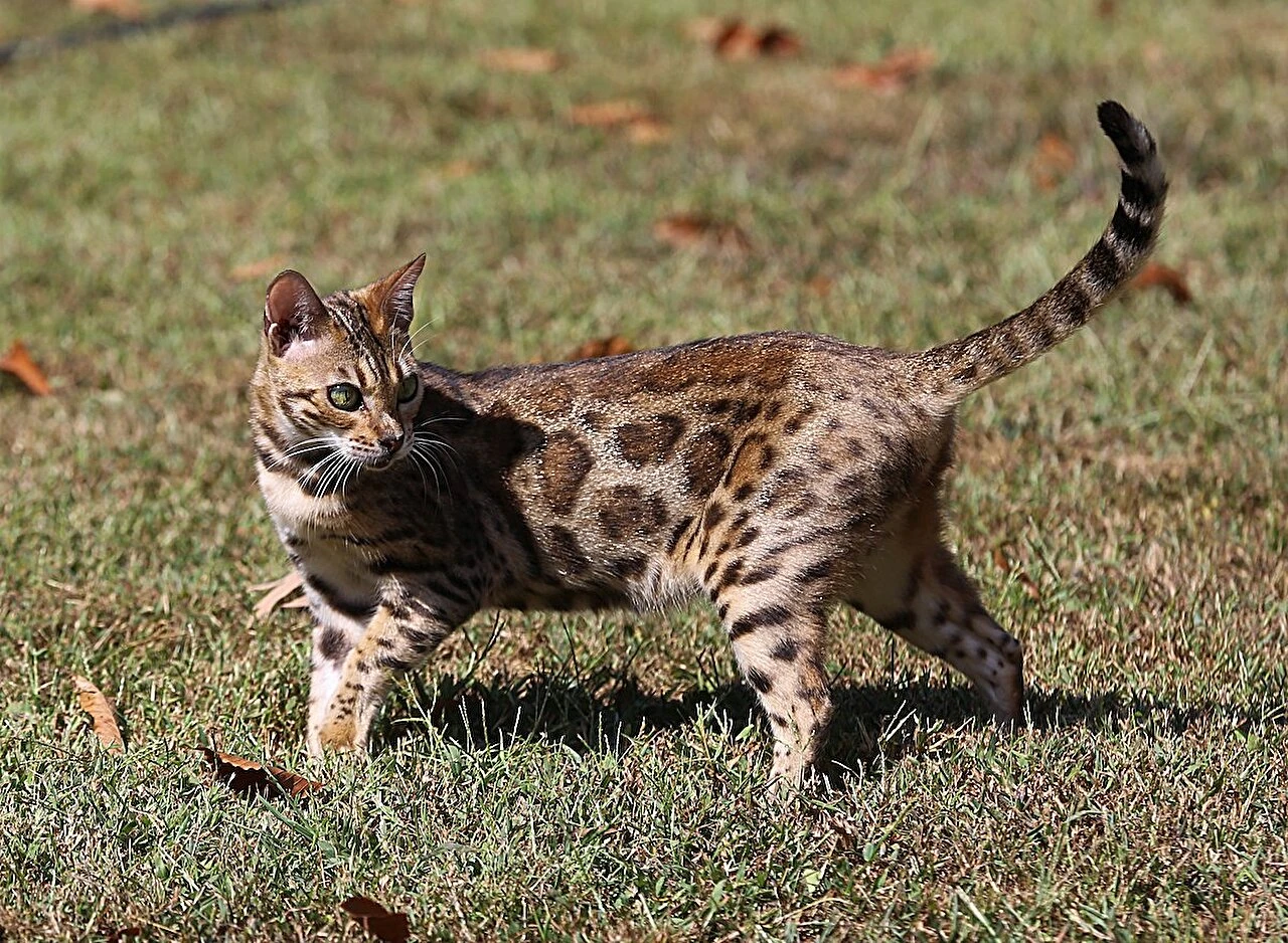 Bengal Cat available