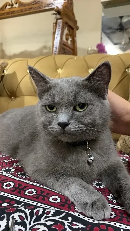 British Shorthair