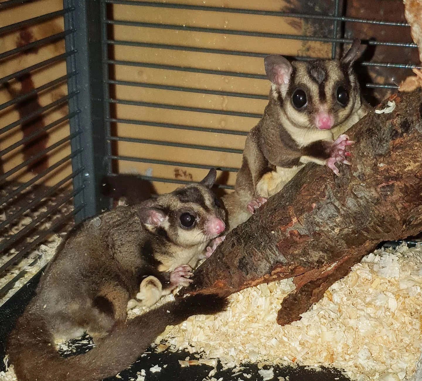 Sugar gliders-Image 1