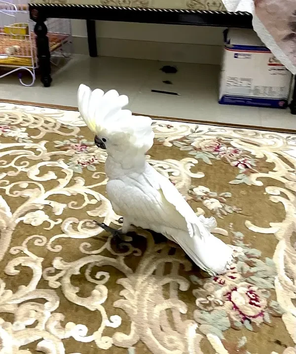 Umbrella Cockatoo