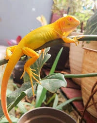 Albino Iguana