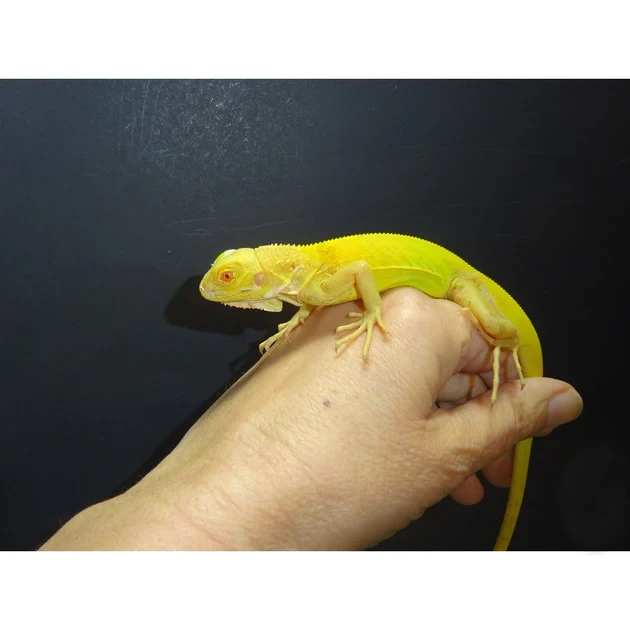 Albino iguanas