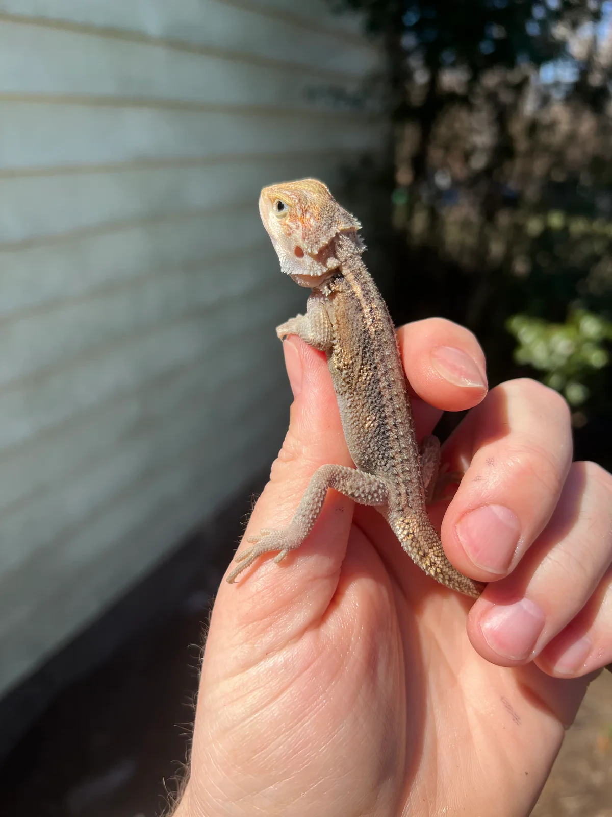 Baby Bearded Dragon