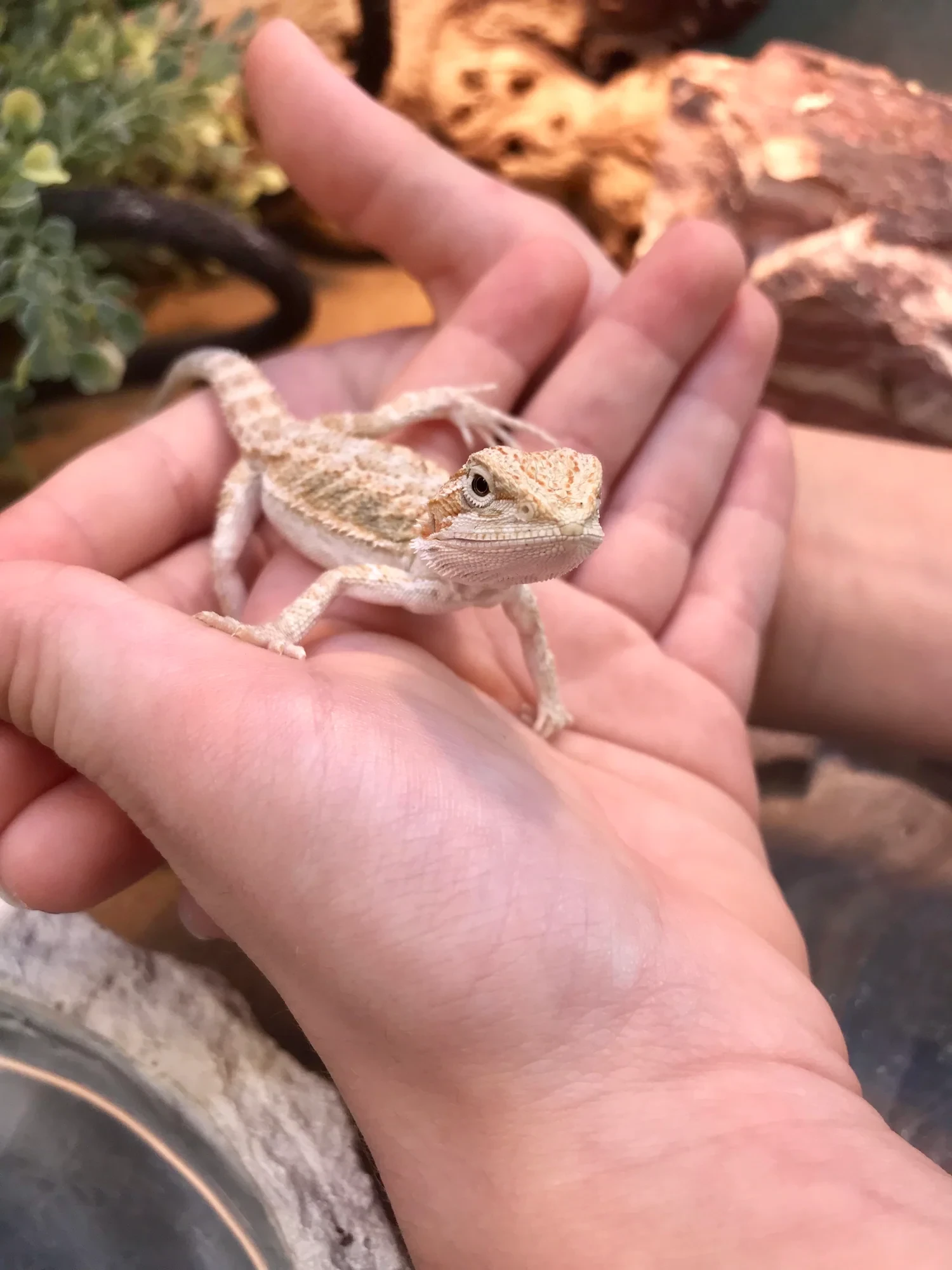 Baby Bearded Dragon