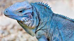 Blue Iguana