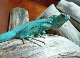 Blue Iguana