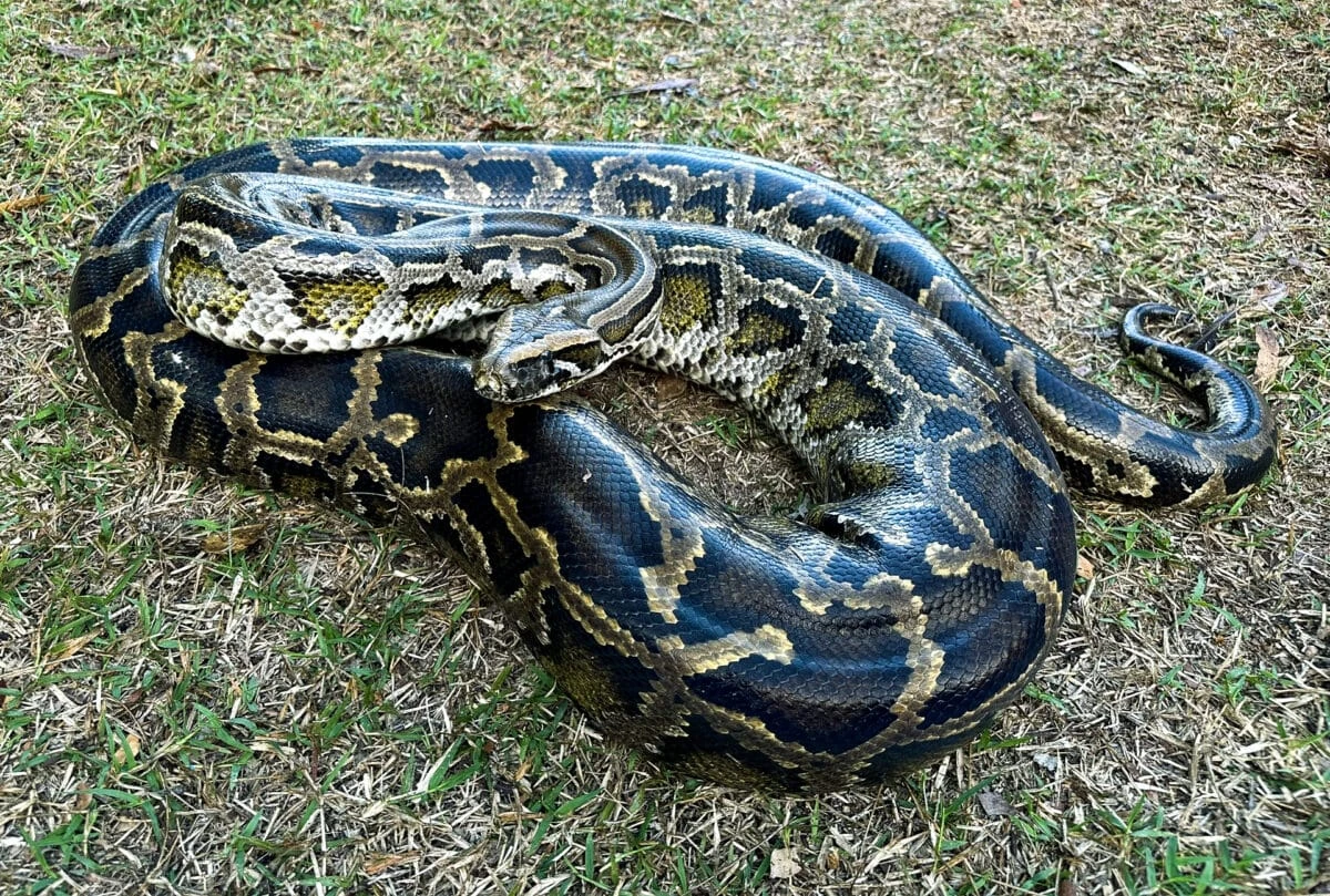 Burmese Python