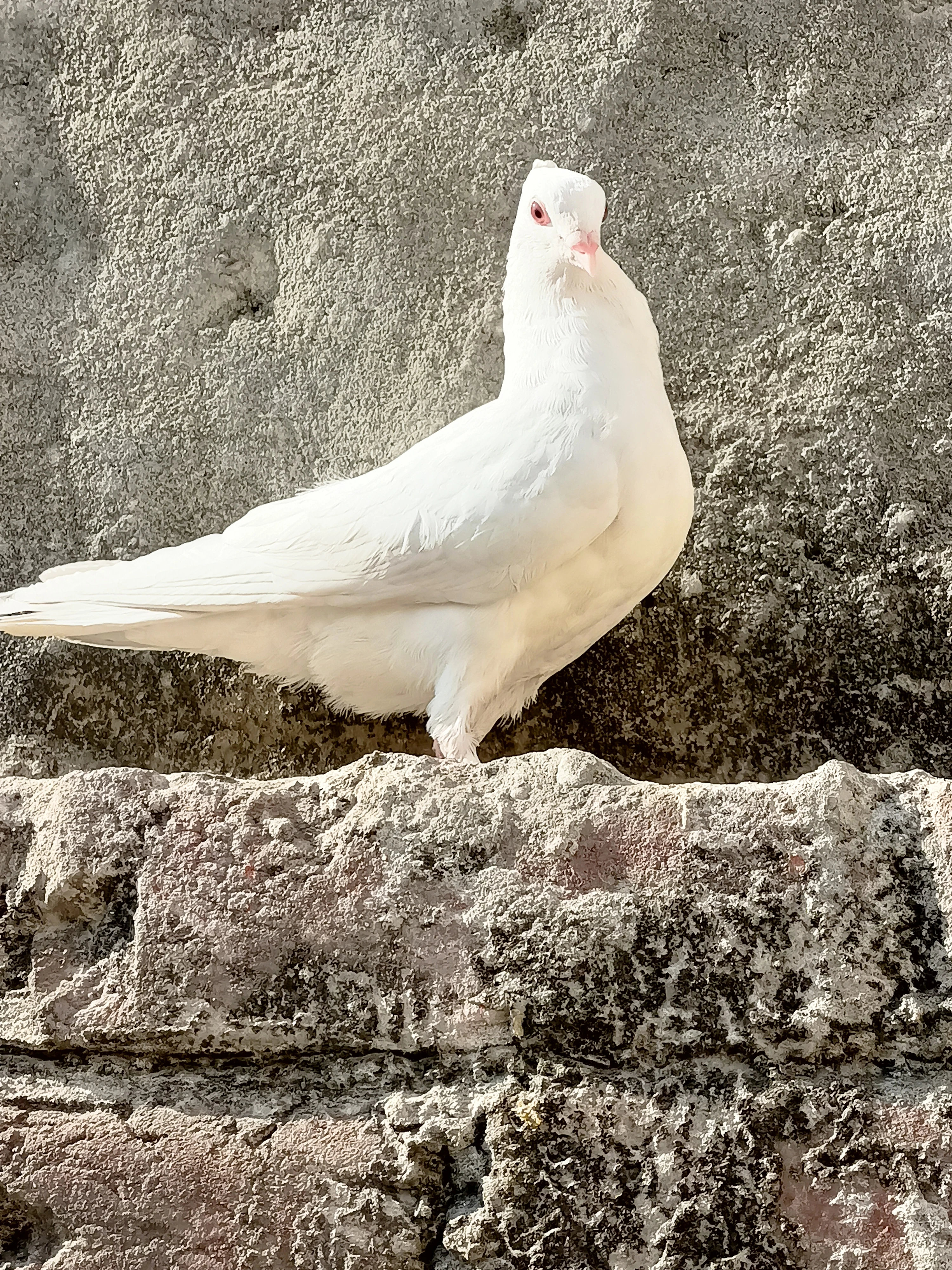 Pure White Pigeon Pair-Image 2