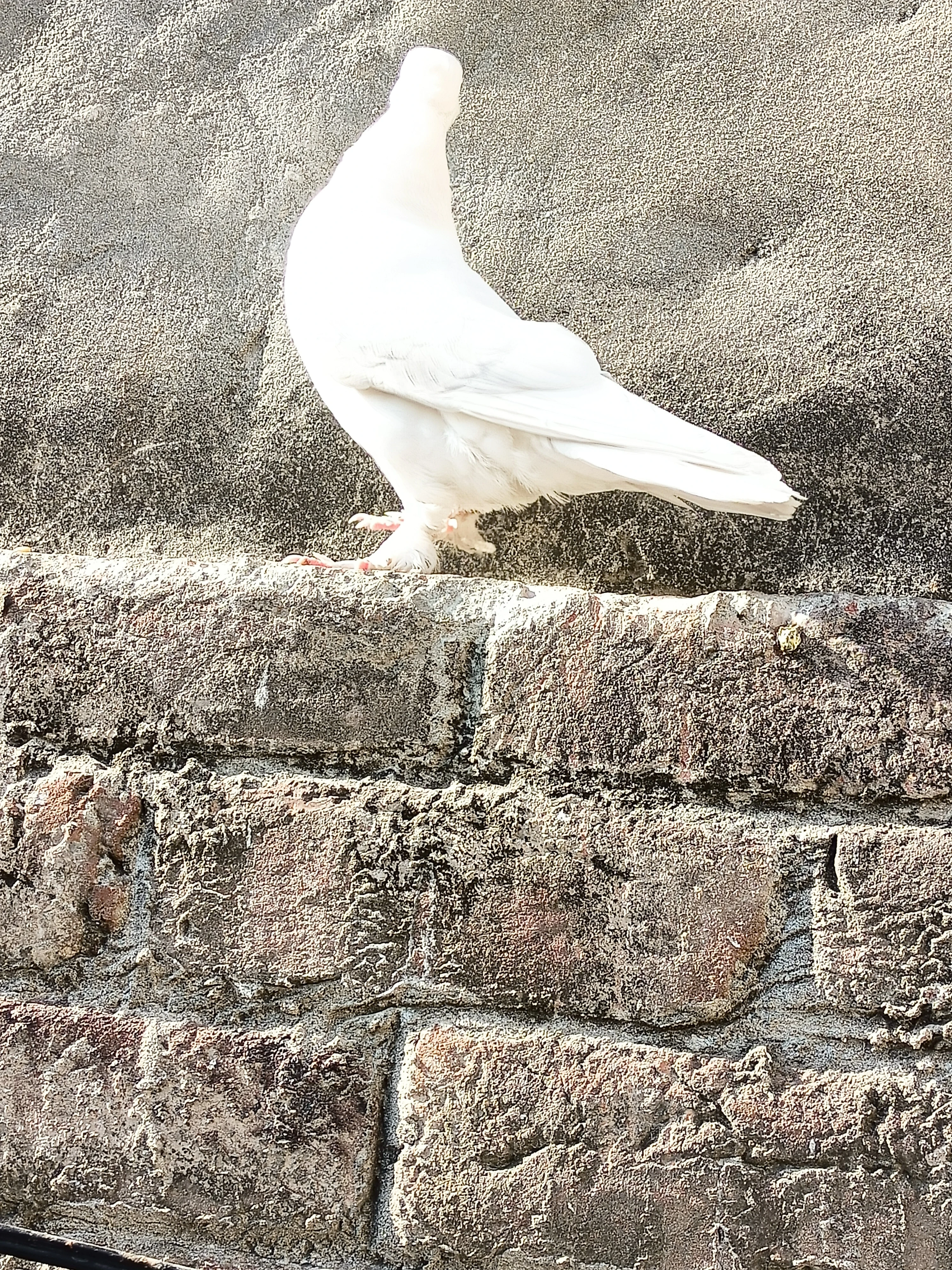 Pure White Pigeon Pair-Image 3