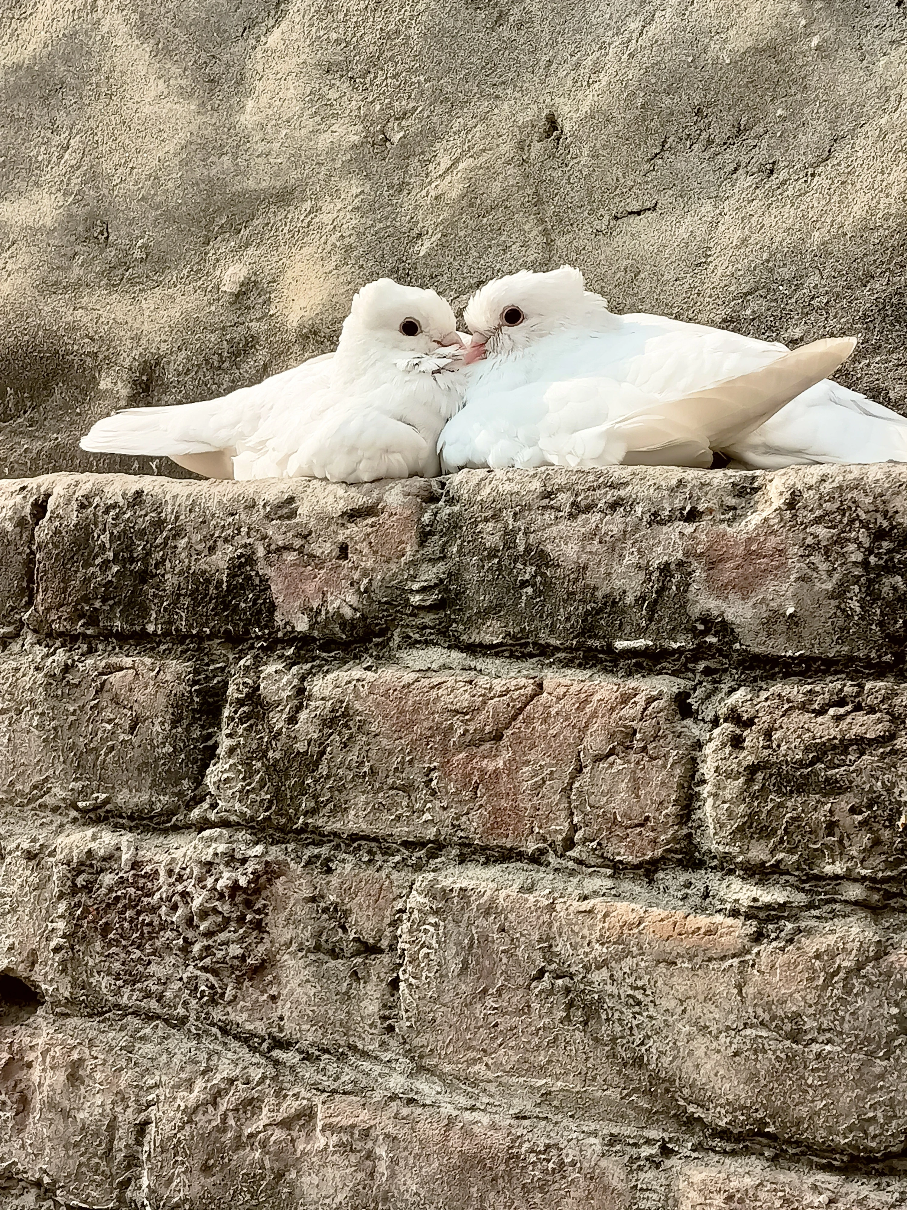 Pure White Pigeon Pair-Image 4