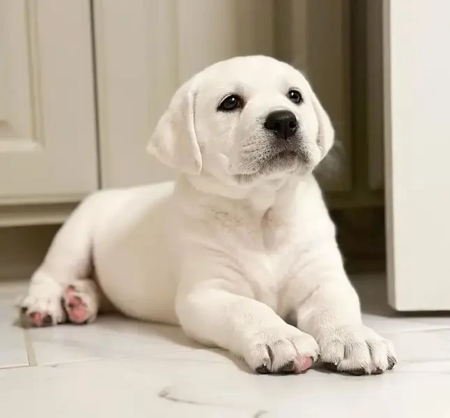 Labrador Retreiver puppies