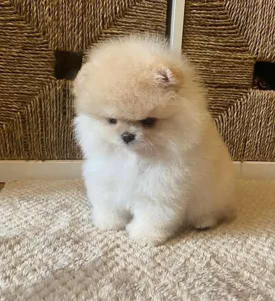 Pomeranian Puppies