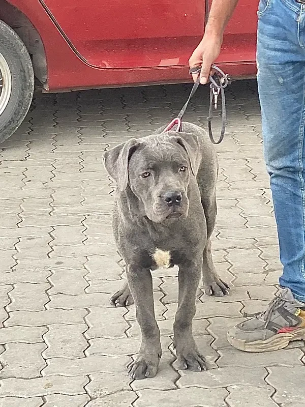 Blue Cane Corso Male puppy