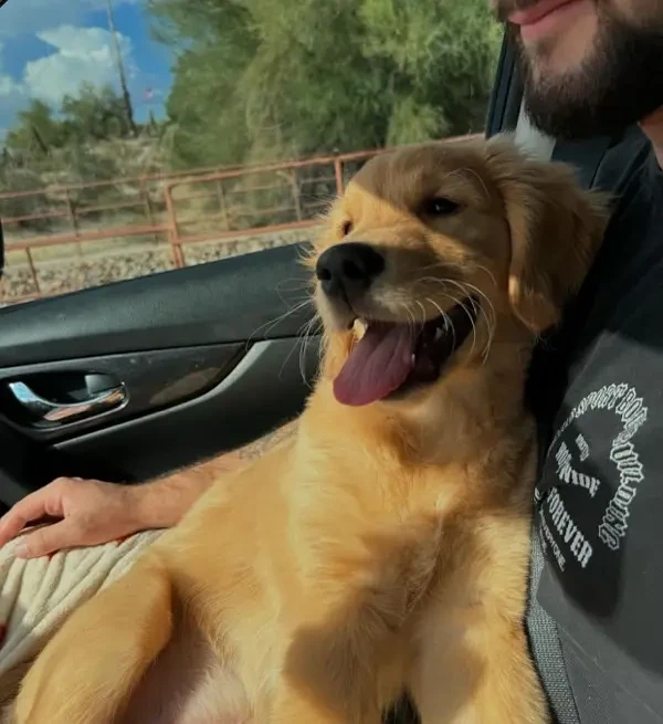 Golden Retriever Male Puppy