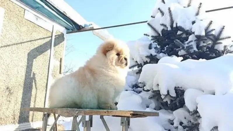 Chow Chow Male puppy