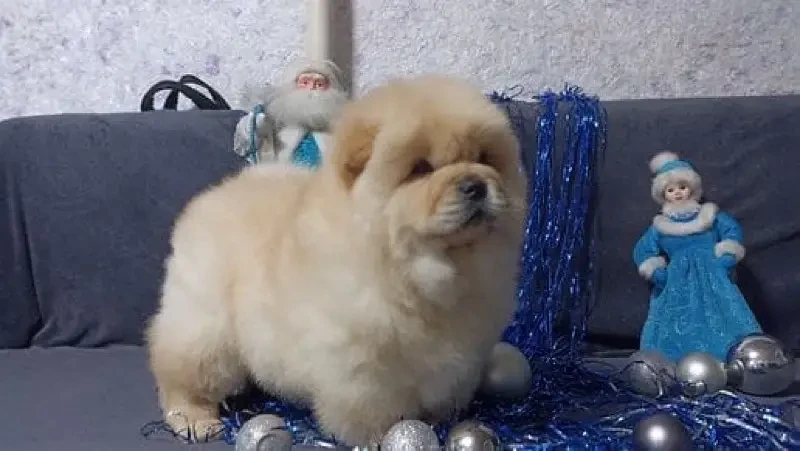 Chow Chow Male puppy