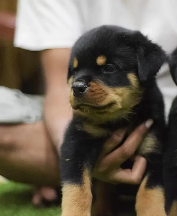 Rottweiler Puppies available