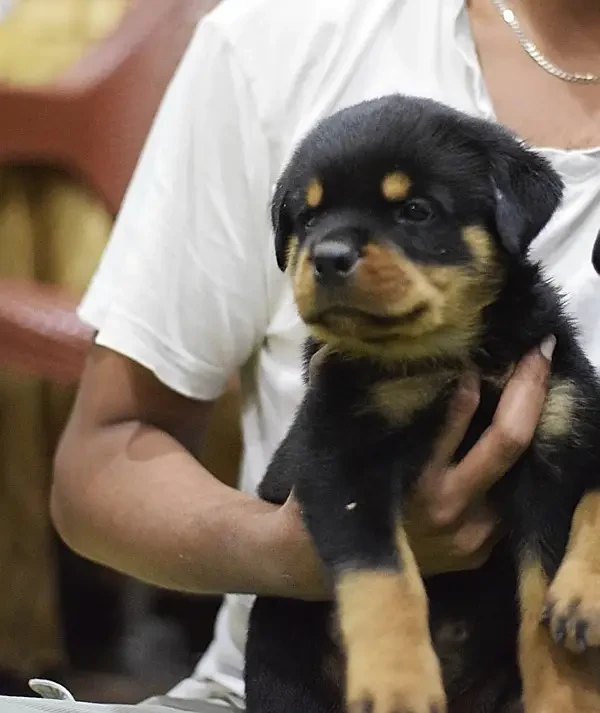 Rottweiler Puppies available