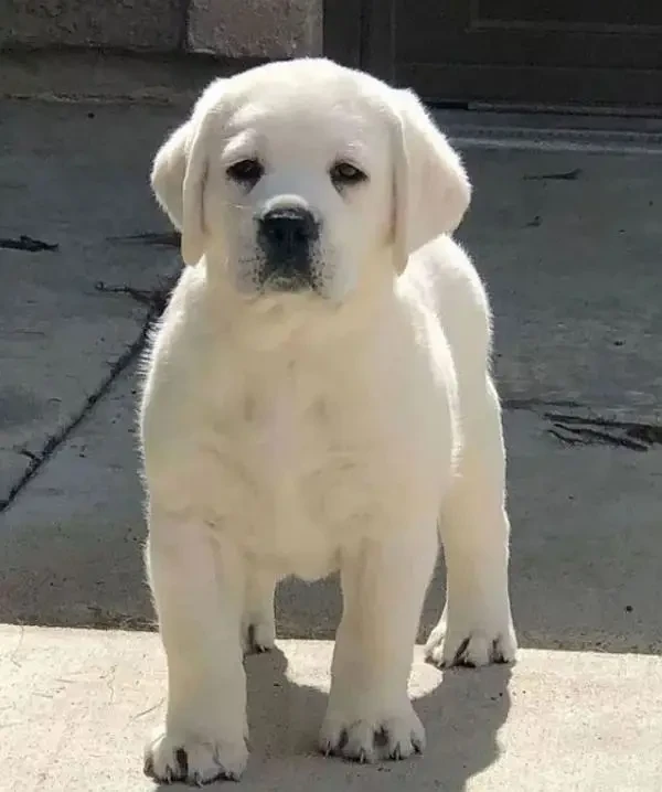 Labrador puppies available looking for a new home-Image 2