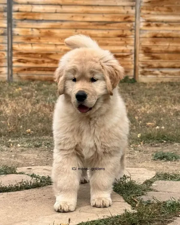 golden retriever female /male puppy available-Image 2