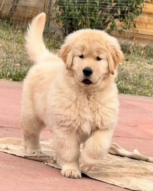 golden retriever female /male puppy available-Image 3