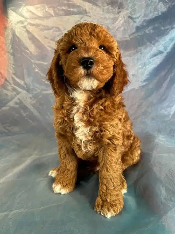 french poodle male puppy available-Image 2