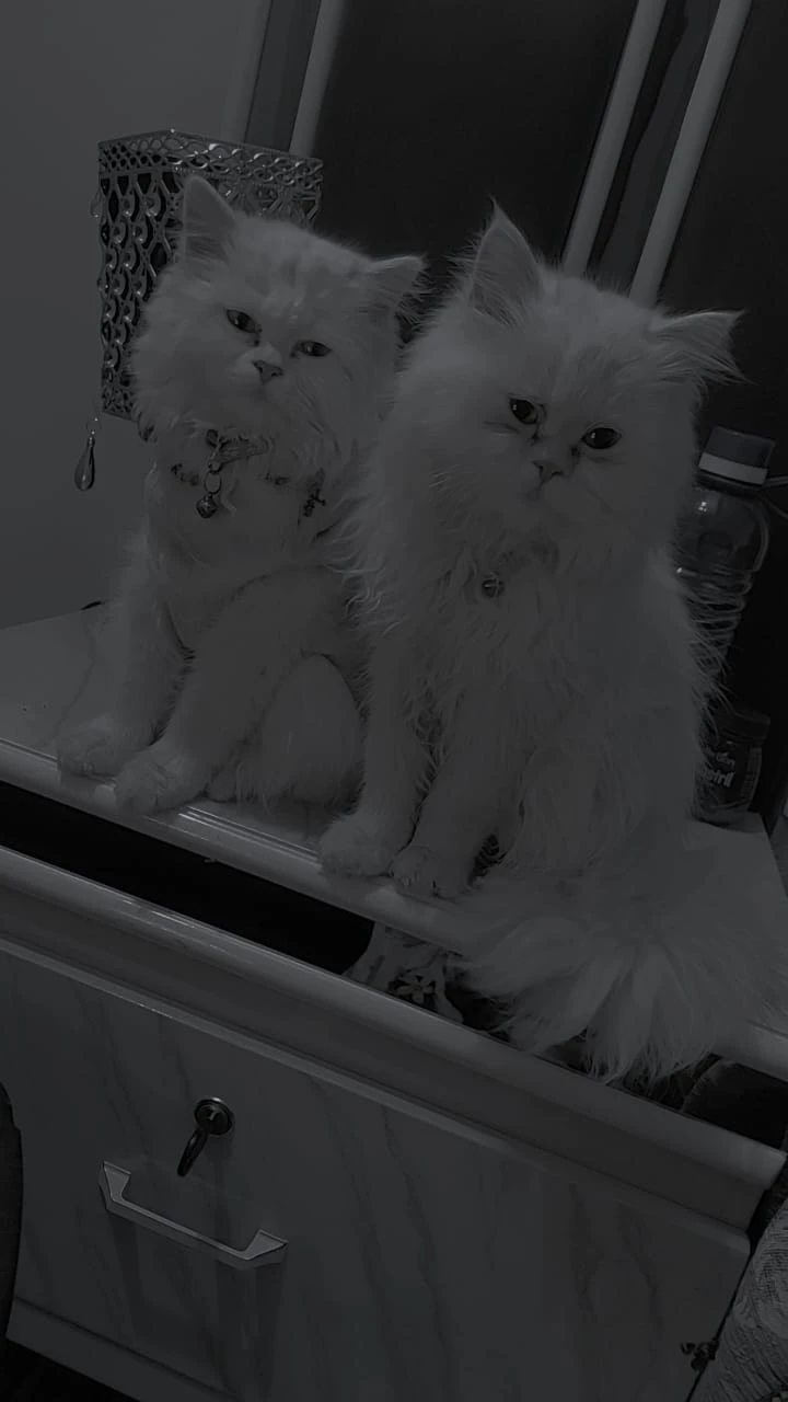 Persian cats pair