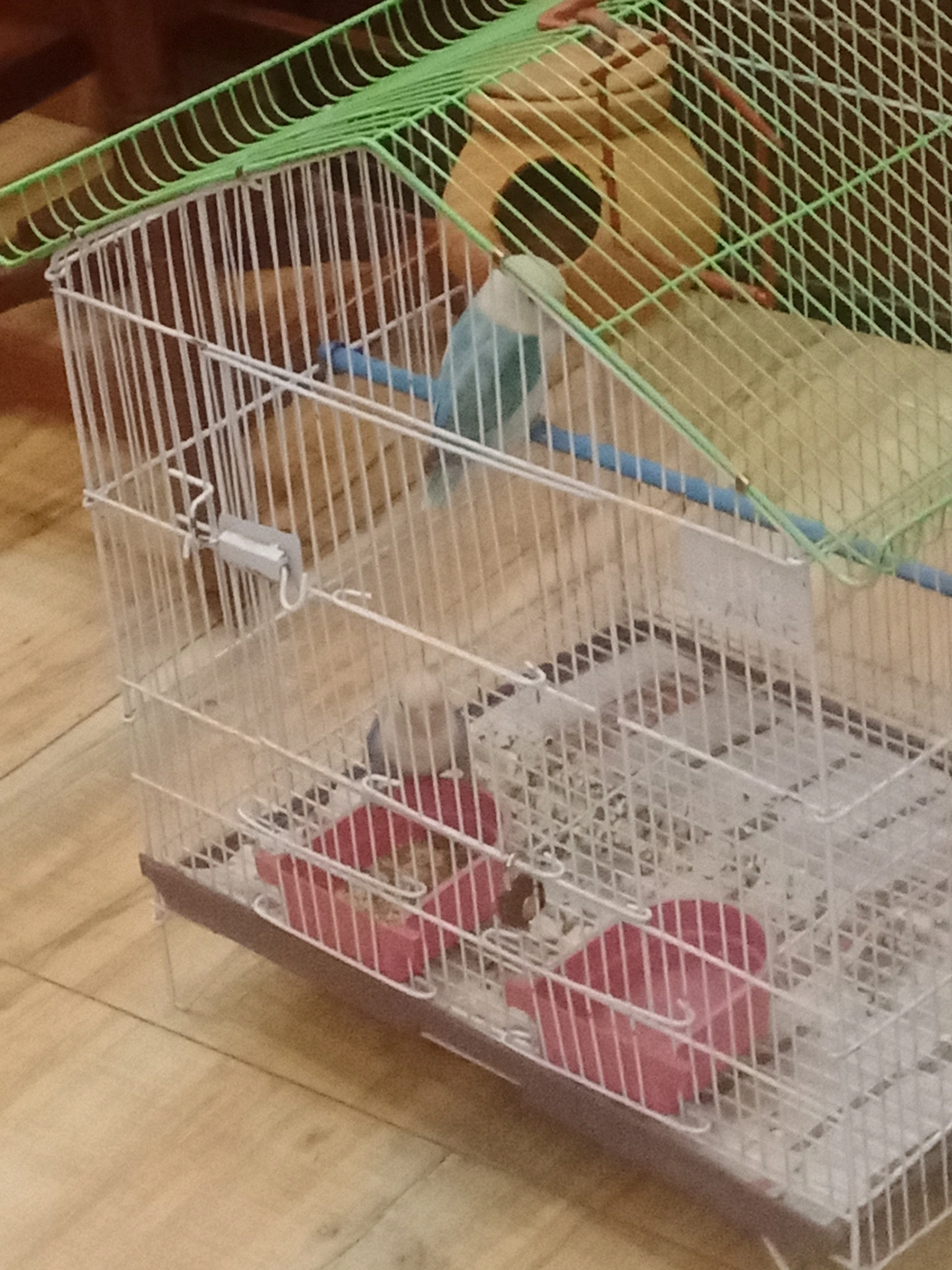 Love bird pair with cage-Image 3