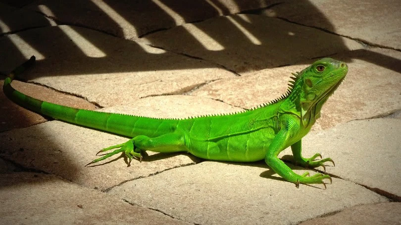 Green Iguana available