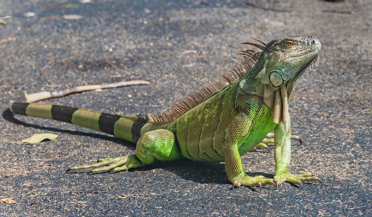 Green Iguana available