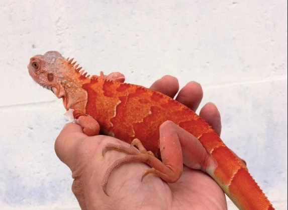 Red Iguana available