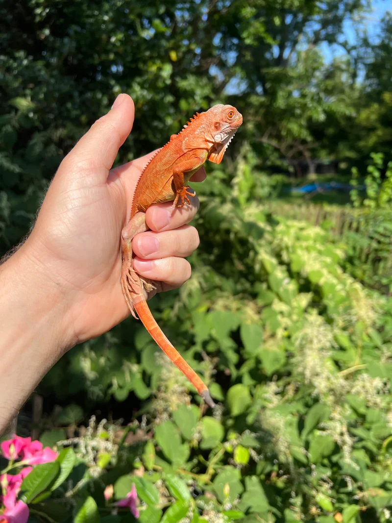 Red Iguana available