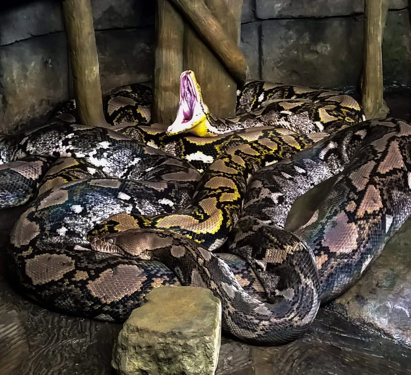 Reticulated Python available