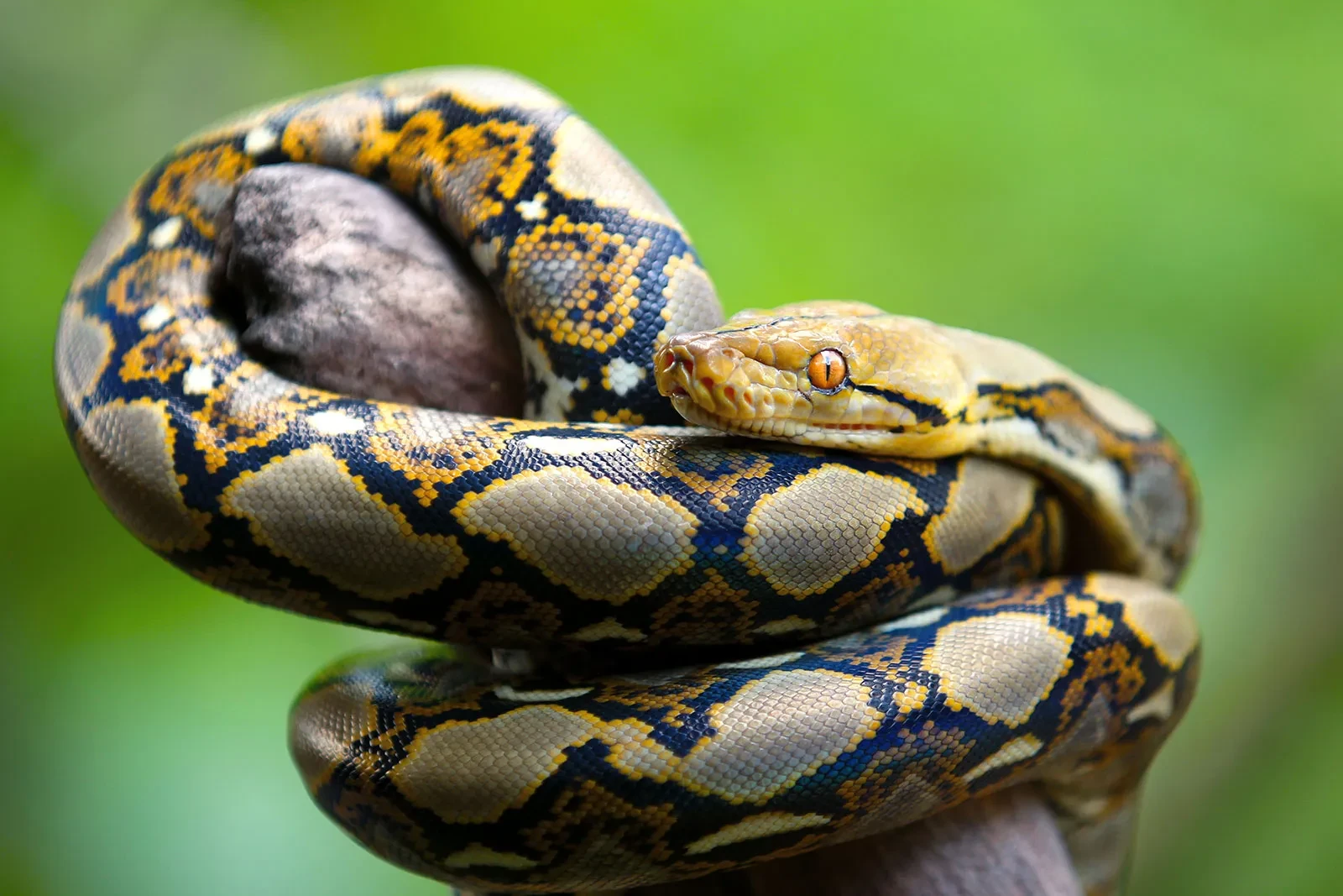 Reticulated pythons available