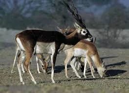 Black Buck Deer Pair (Captive Breed)