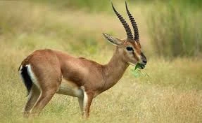 Chinkara Deer Pair (Captive Breed)