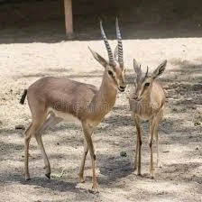 Chinkara Deer Pair (Captive Breed)