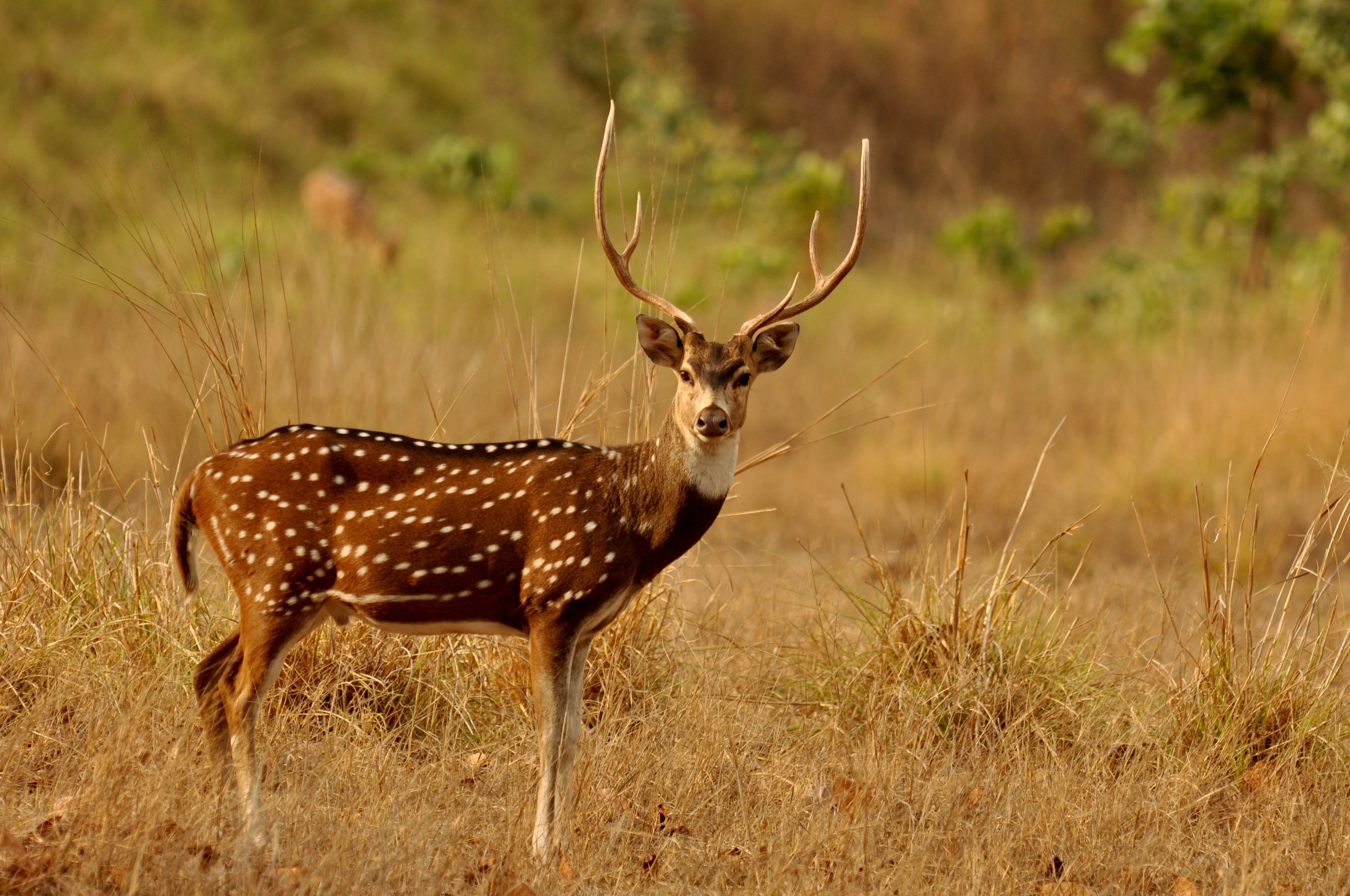 Chital Deer Pair (Captive Breed)