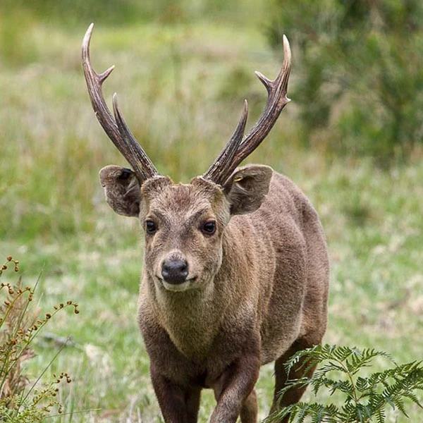 Hog Deer Pair (Captive Breed)