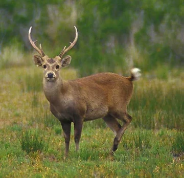 Hog deer pairs (captive-bred)