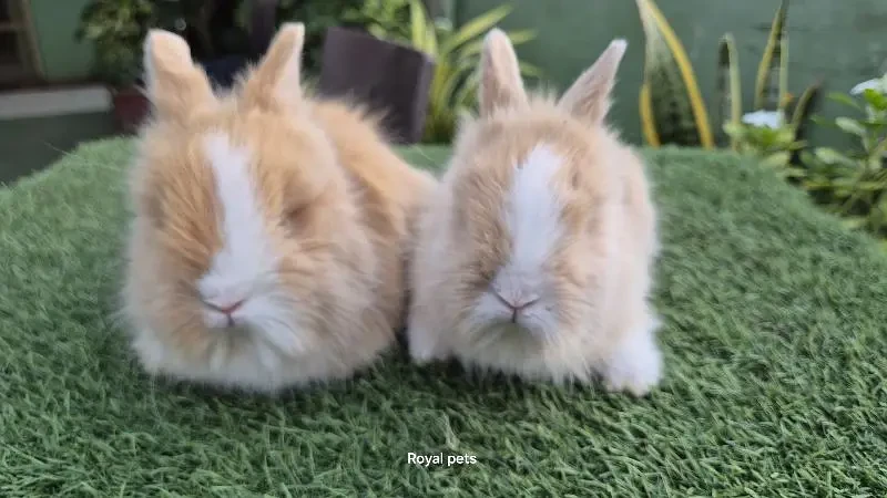 Imported Teddy Dwarf Rabbits-Image 2