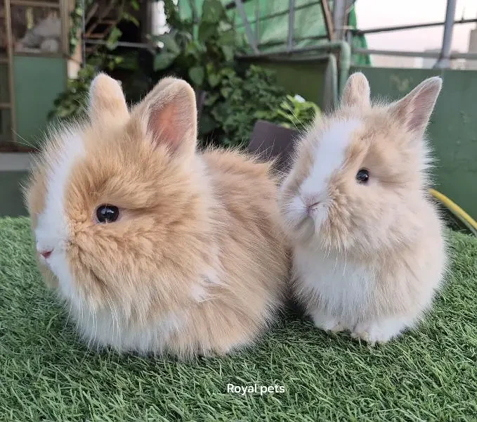 Imported Teddy Dwarf Rabbits-Image 4